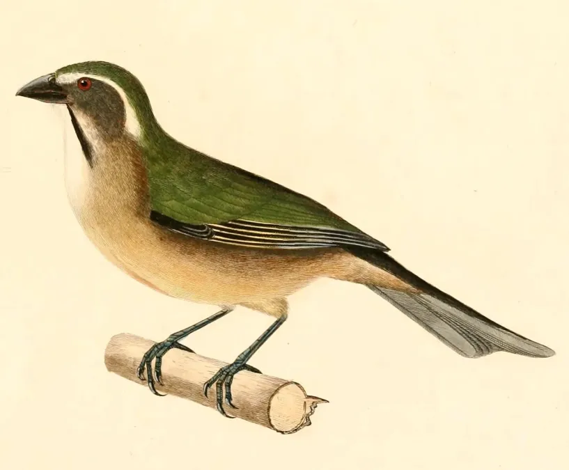 File:Saltator similis 1847.jpg