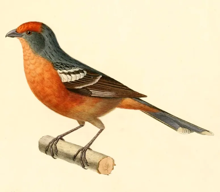File:Phytotoma rutila angustirostris 1847.jpg