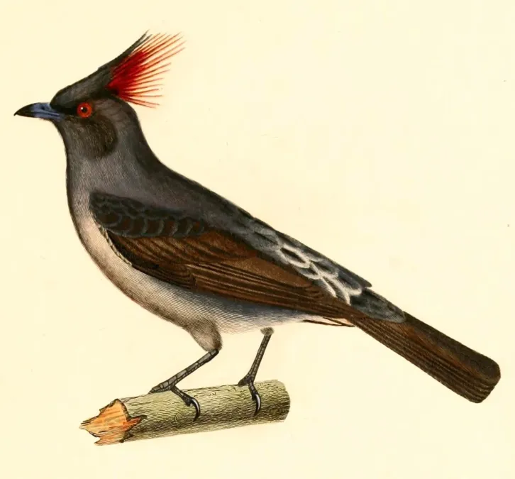 File:Ampelion rubrocristatus 1847.jpg