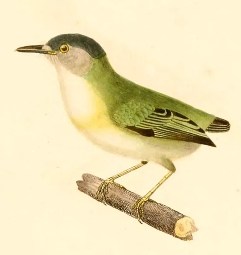 File:Myiornis ecaudatus 1847.jpg
