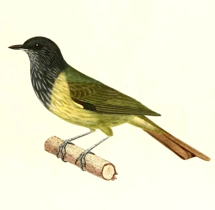 File:Mionectes striaticollis 1847.jpg