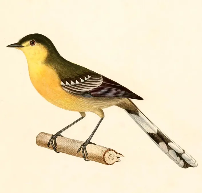 File:Stigmatura budytoides 1847.jpg