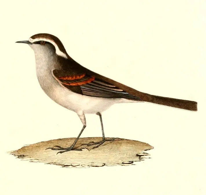 File:Ochthoeca leucophrys 1847.jpg