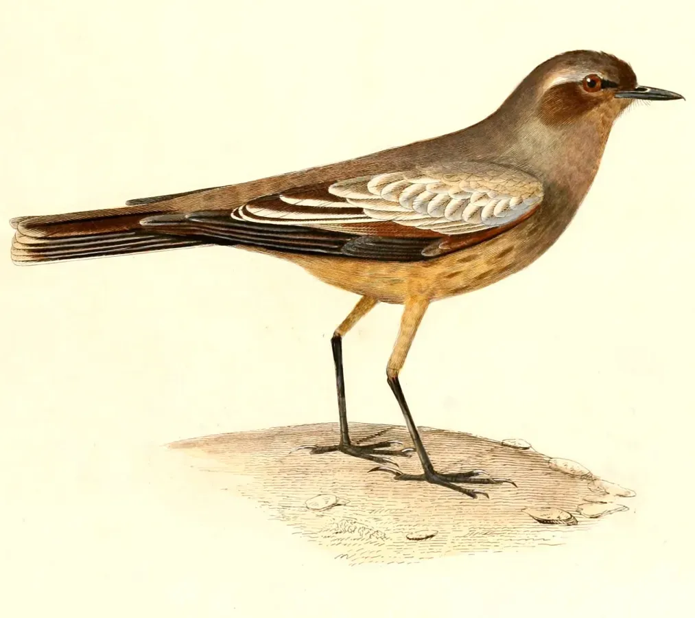 File:Neoxolmis rufiventris 1847.jpg