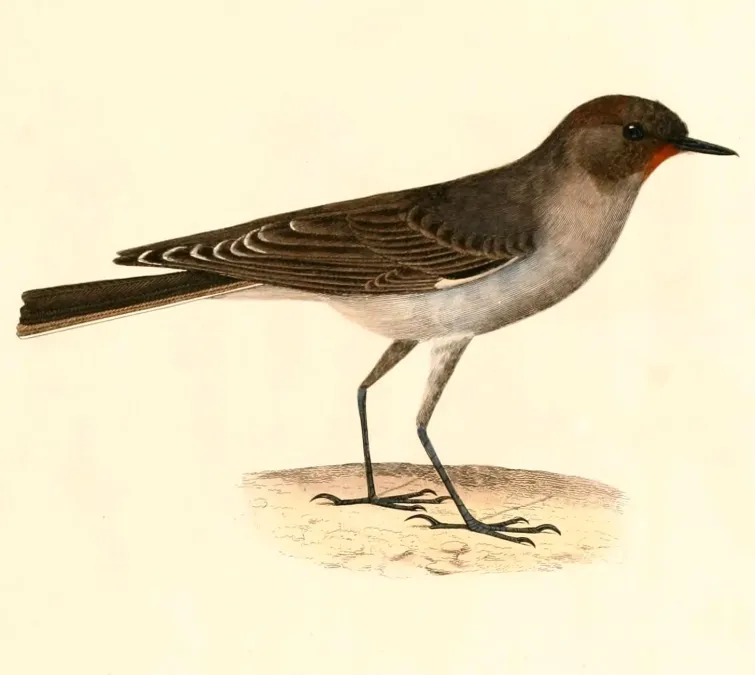 File:Muscisaxicola maclovianus 1847.jpg