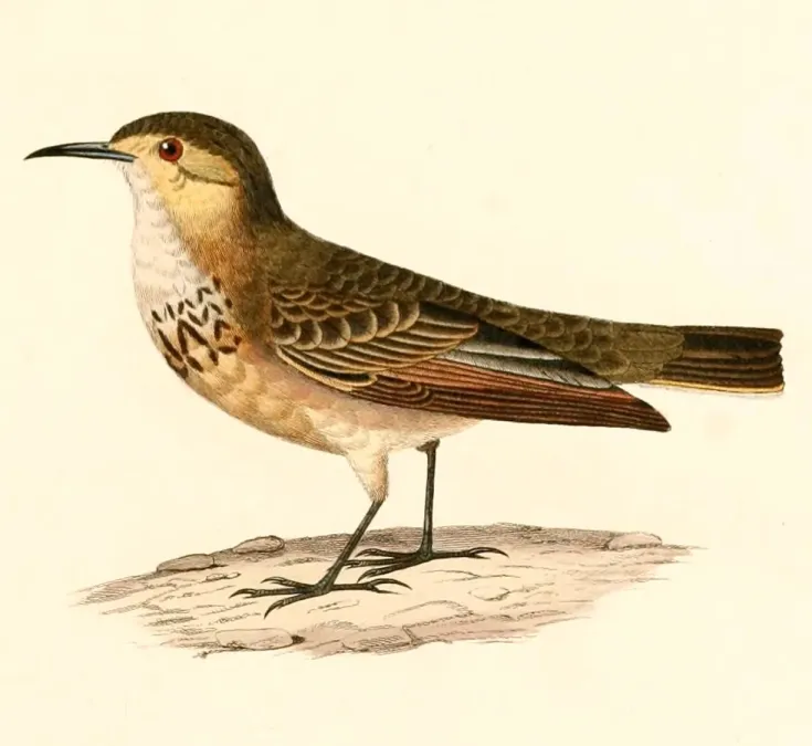 File:Geositta cunicularia cunicularia 1847.jpg