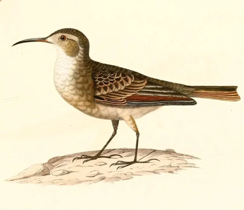 File:Geositta tenuirostris tenuirostris 1847.jpg