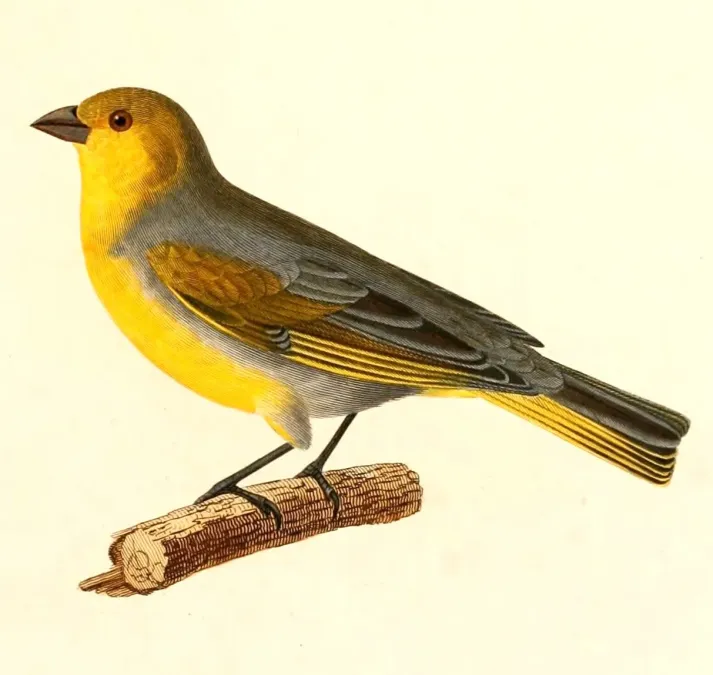 File:Sicalis luteocephala 1847.jpg