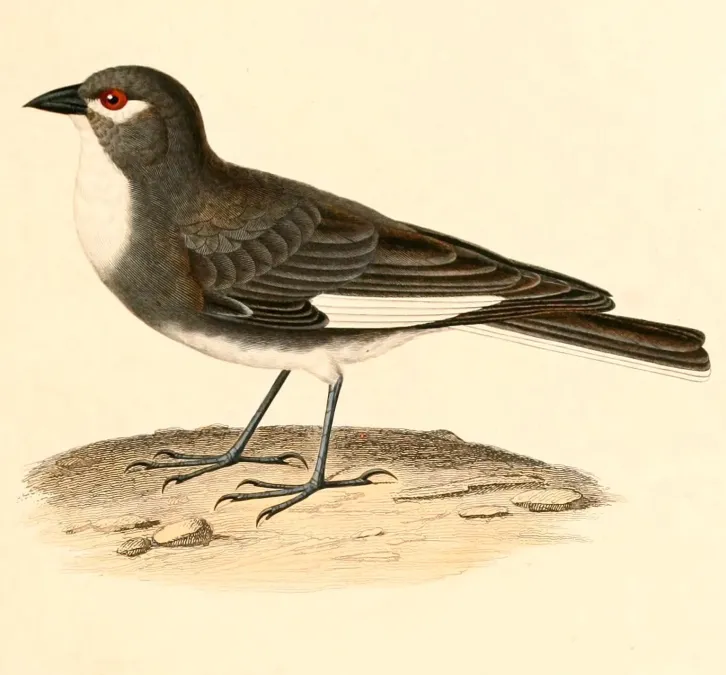 File:Diuca speculifera 1847.jpg