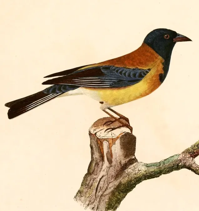 File:Phrygilus atriceps 1847.jpg