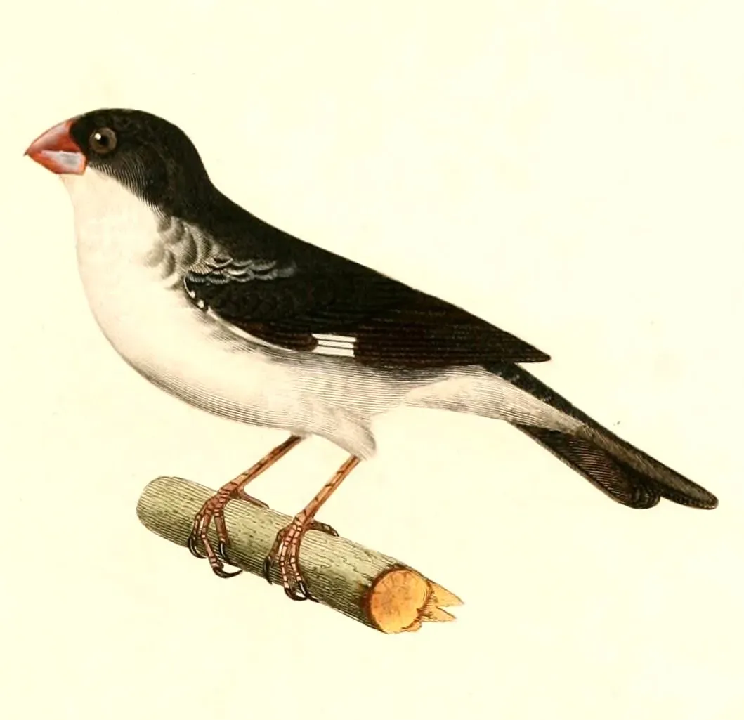 File:Sporophila leucoptera bicolor 1847.jpg