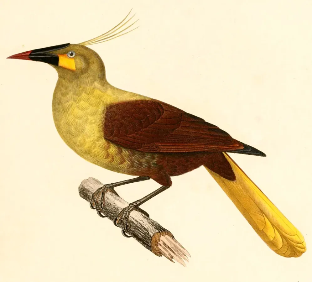 File:Psarocolius bifasciatus yuracares 1847.jpg