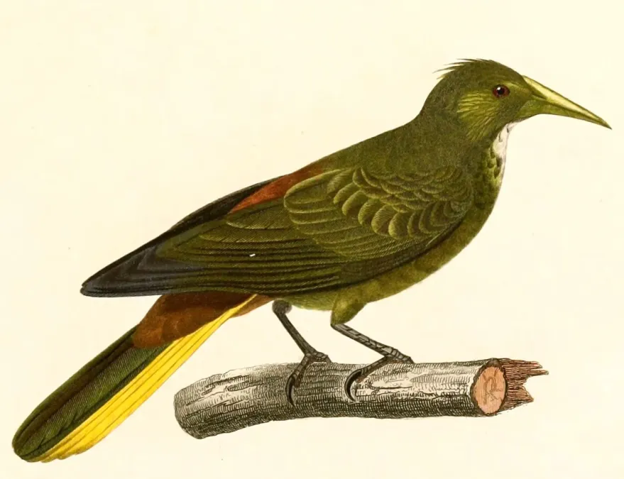 File:Psarocolius atrovirens 1847.jpg