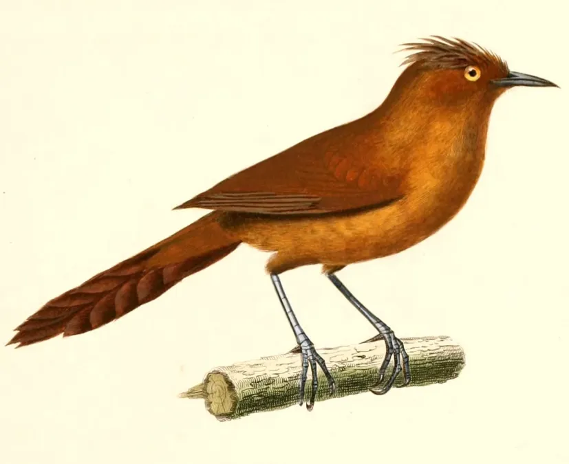 File:Pseudoseisura unirufa 1847.jpg