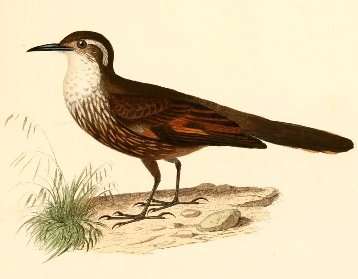 File:Cinclodes nigrofumosus 1847.jpg