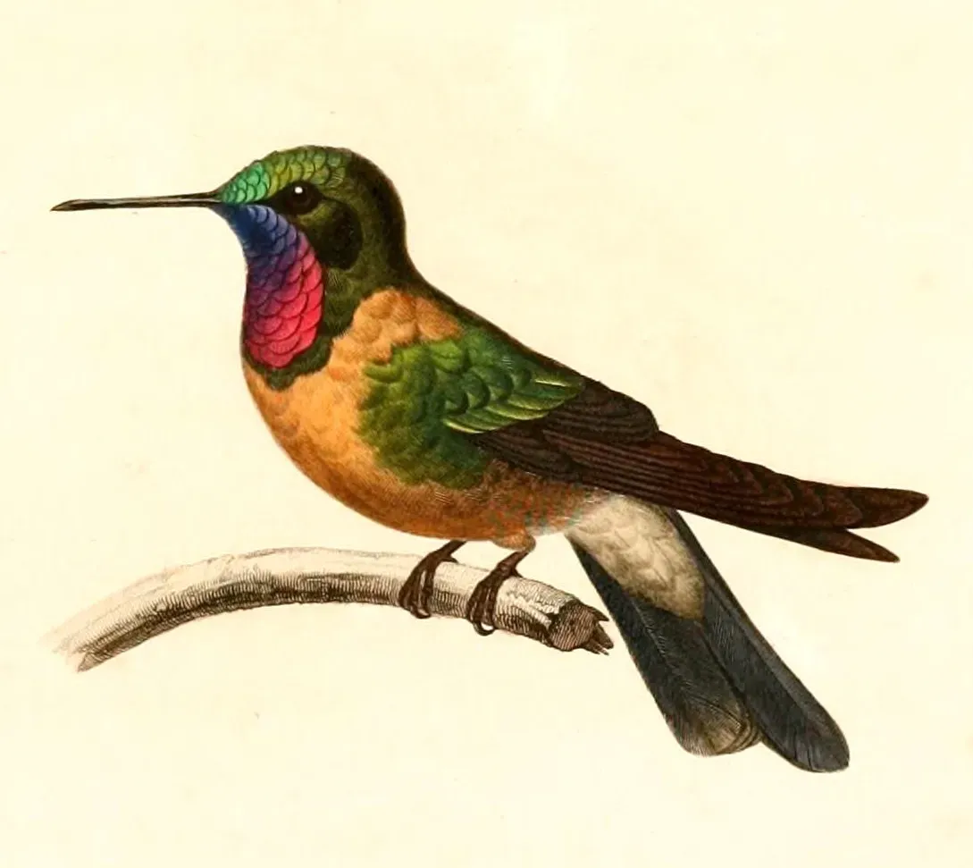 File:Heliangelus amethysticollis 1847.jpg