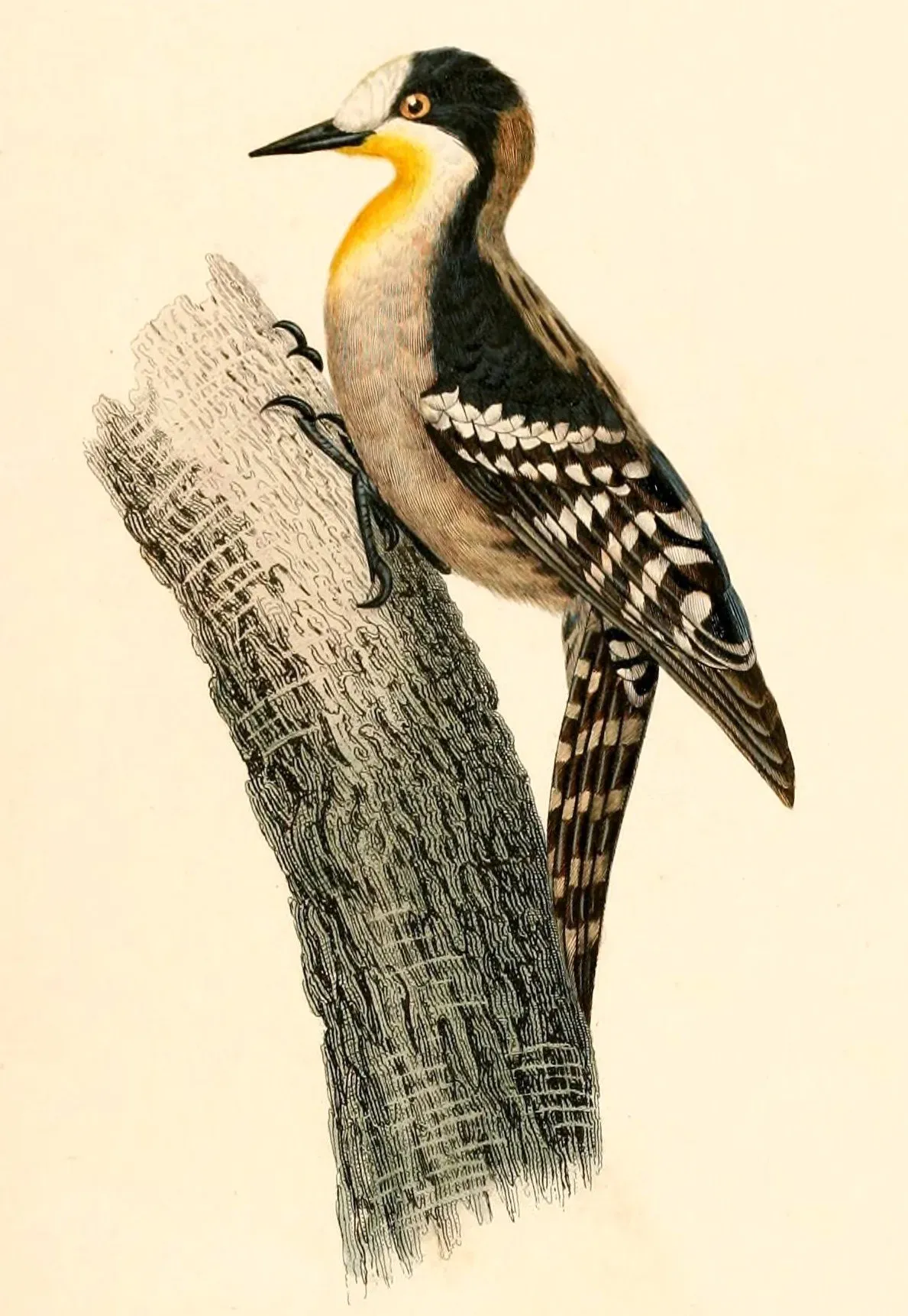 File:Melanerpes cactorum 1847.jpg