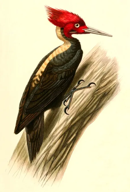 File:Campephilus leucopogon 1847.jpg