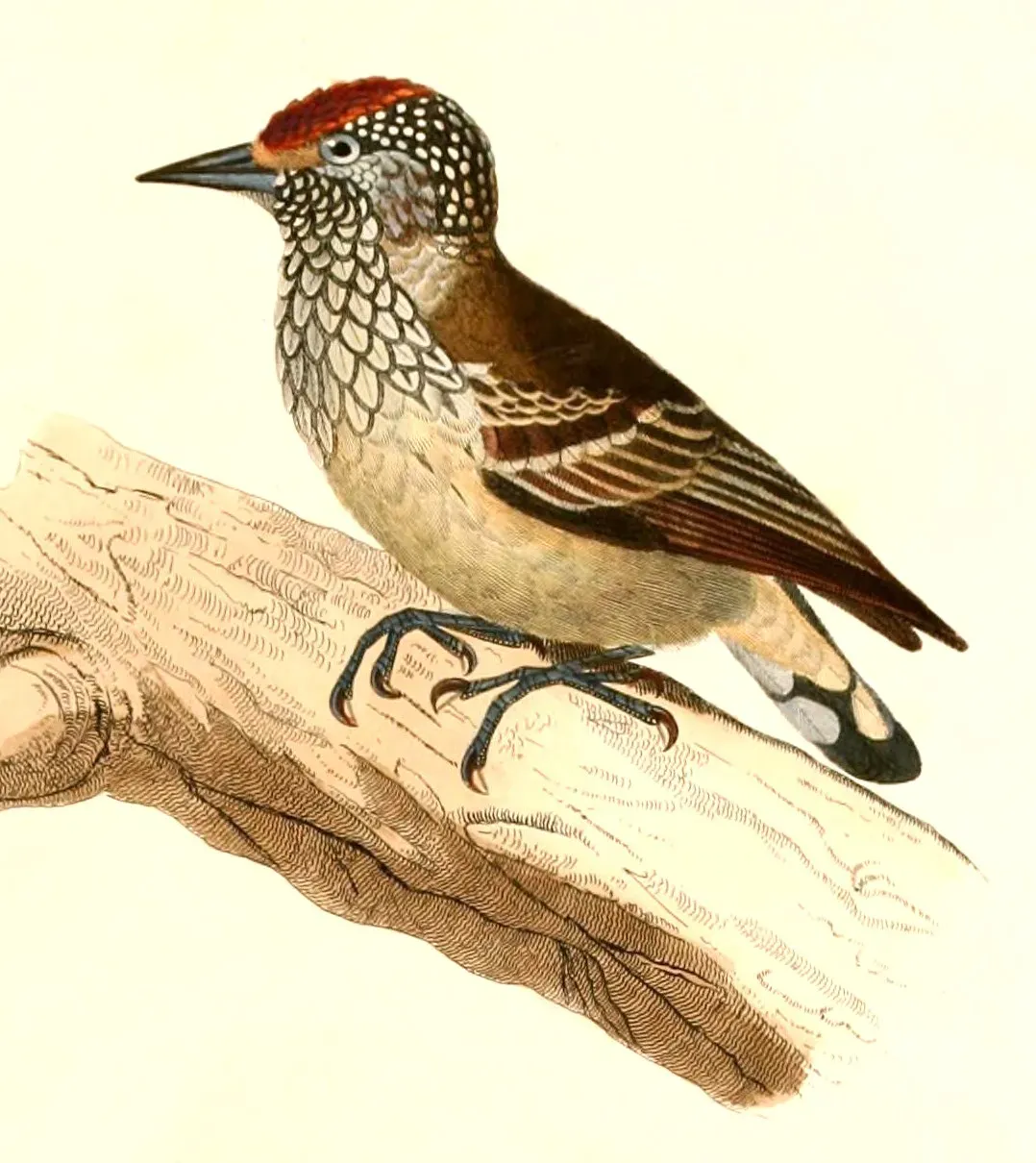 File:Picumnus albosquamatus 1847.jpg