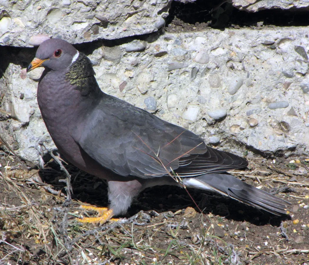 File:Patagioenas fasciata -San Luis Obispo, California, USA-8 (1).jpg