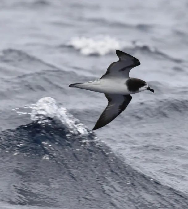 File:Pterodroma leucoptera - Southport - Christopher Watson.jpg