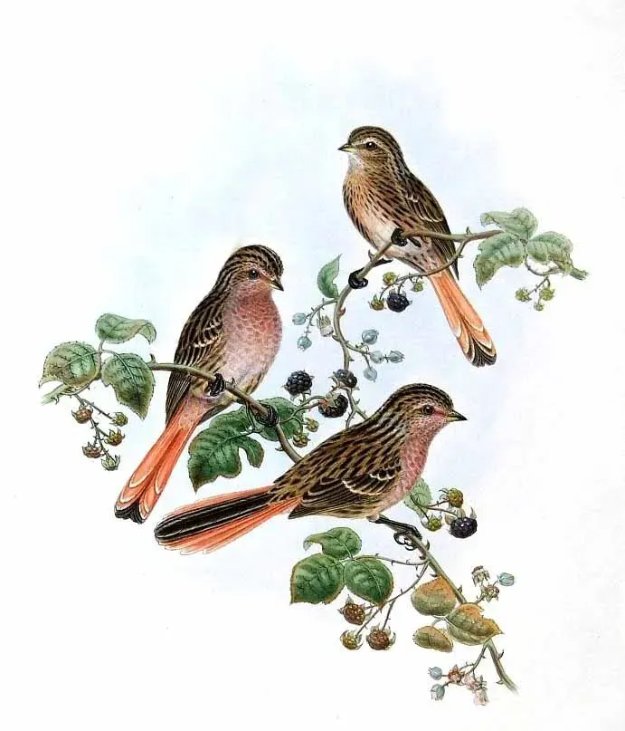 File:Urocynchramus pylzowi Gould.jpg