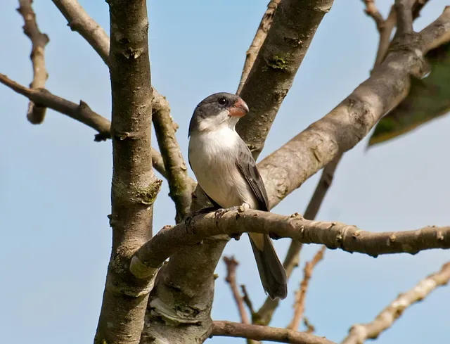 File:Sporophila leucoptera -Mogi das Cruzes, Sao Paulo, Brazil -male-8.jpg