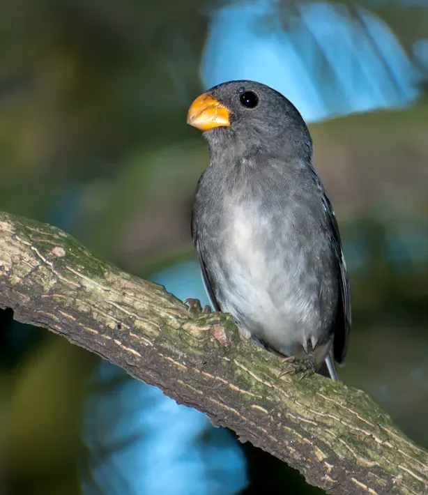File:Sporophila falcirostris -Parque Estadual da Cantareira, Sao Paulo, Brazil-8.jpg