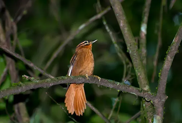 File:Philydor atricapillus -Parque Estadual da Cantareira, Sao Paulo, Brazil-8.jpg