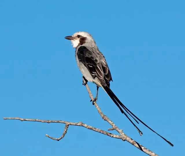 File:Gubernetes yetapa -Piraju, Sao Paulo, Brazil-8.jpg