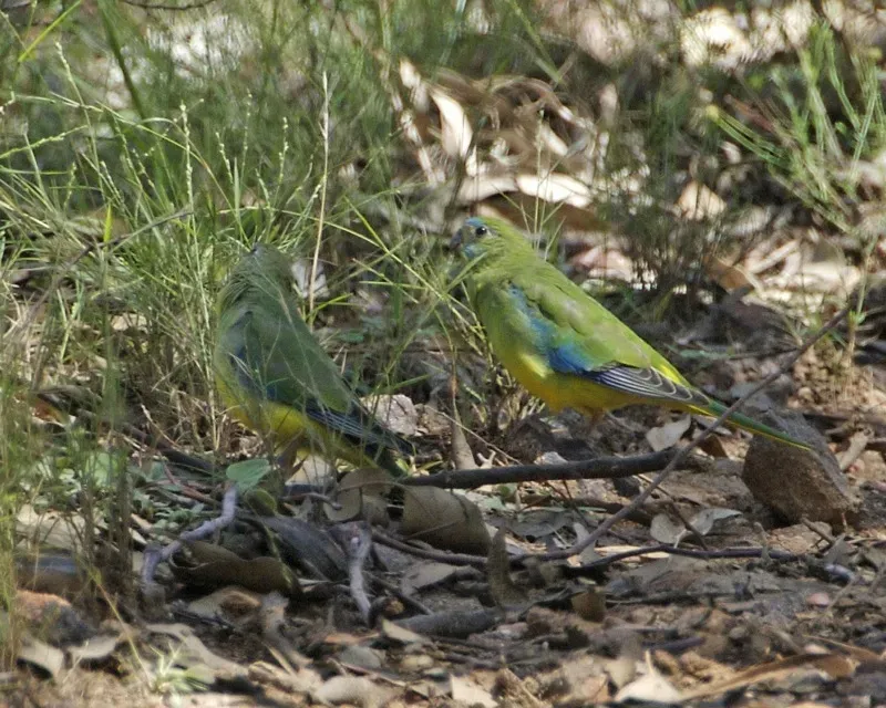 File:Neophema pulchella pair Capertee Valley.jpg