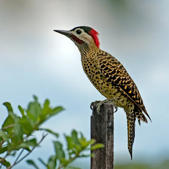 File:Colaptes melanochloros -Bataguassu, Mato Grosso do Sul, Brazil-8.jpg