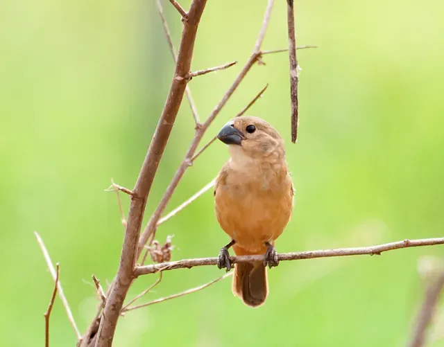 File:Sporophila collaris -Dourados, Mato Grosso do Sul, Brazil -female-8.jpg