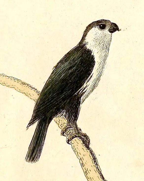 File:Microhierax erythrogenys erythrogenys 1832.jpg