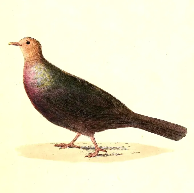 File:Columba janthina 1832.jpg