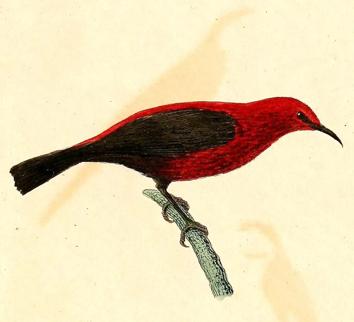 File:Myzomela rubratra 1832.jpg
