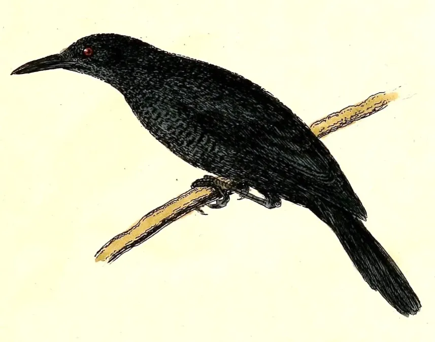 File:Aplonis corvina 1832.jpg