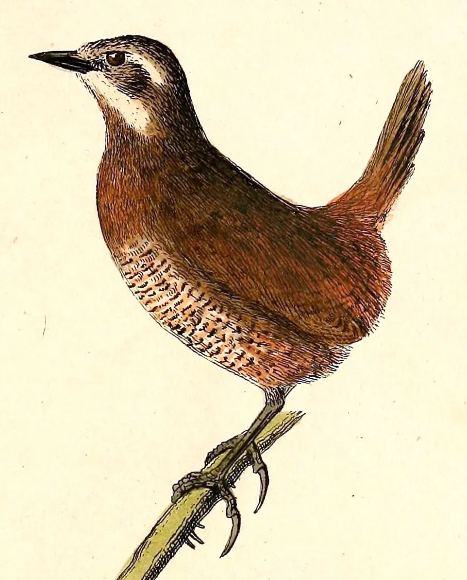 File:Pteroptochos megapodius 1832.jpg