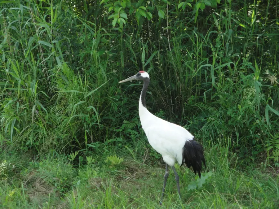 File:Grus japonensis Kushiro 1.jpg