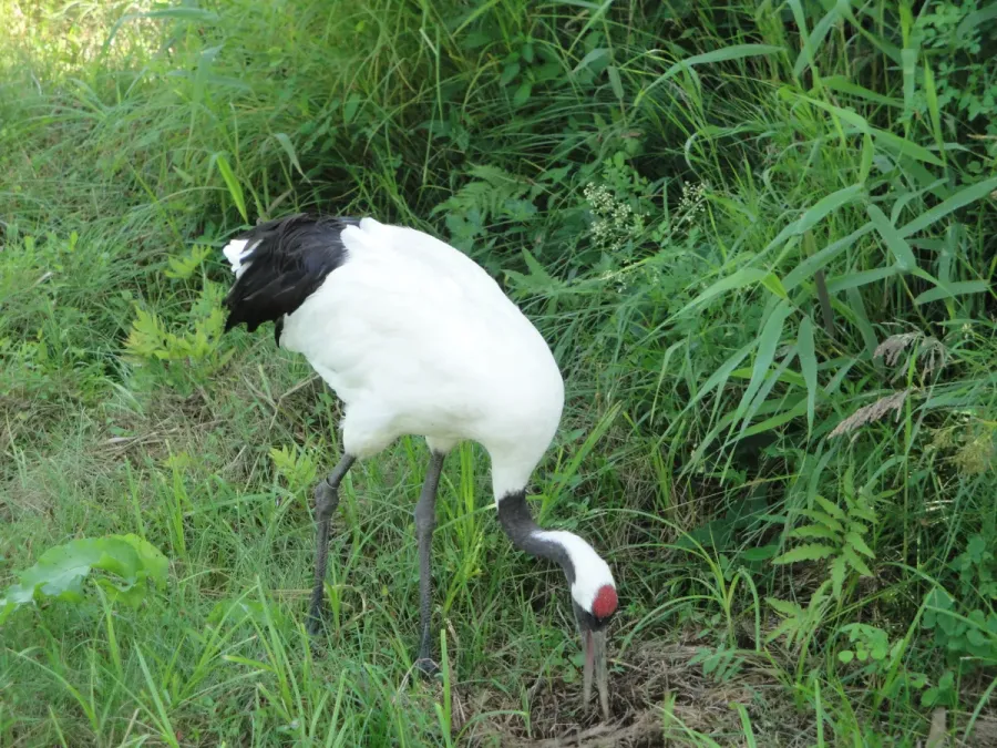File:Grus japonensis Kushiro 4.jpg