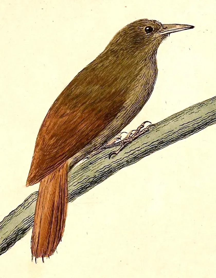 File:Dendrocincla turdina 1832.jpg