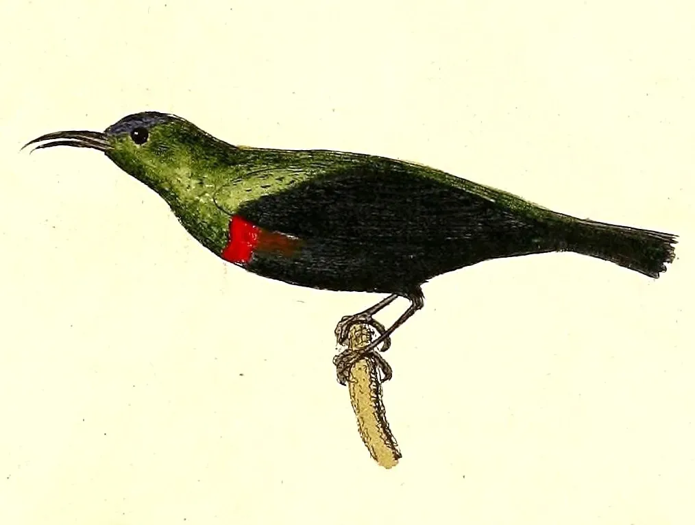 File:Cinnyris habessinicus 1832.jpg
