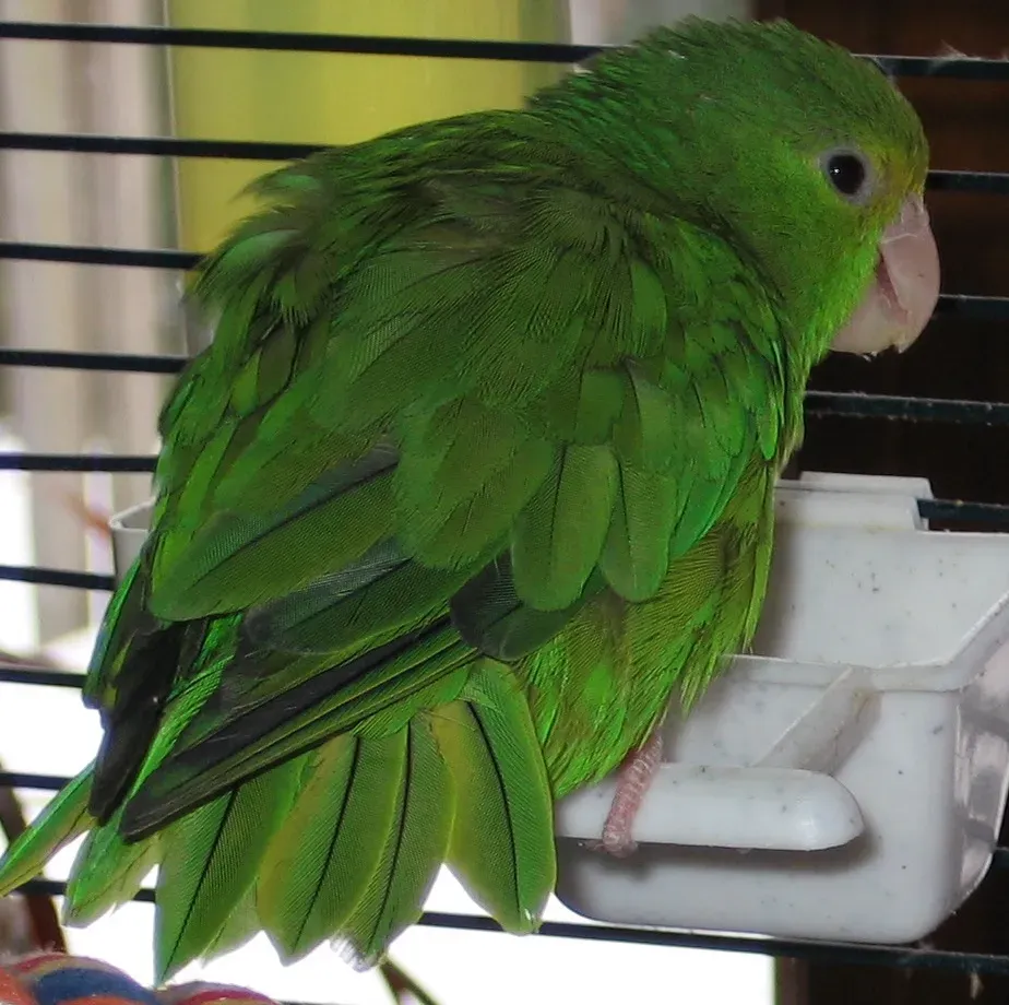 File:Green-rumped Parrotlet (Forpus passerinus).jpg