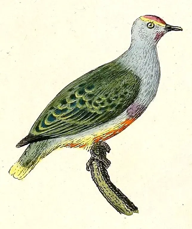 File:Ptilinopus roseicapilla 1832.jpg