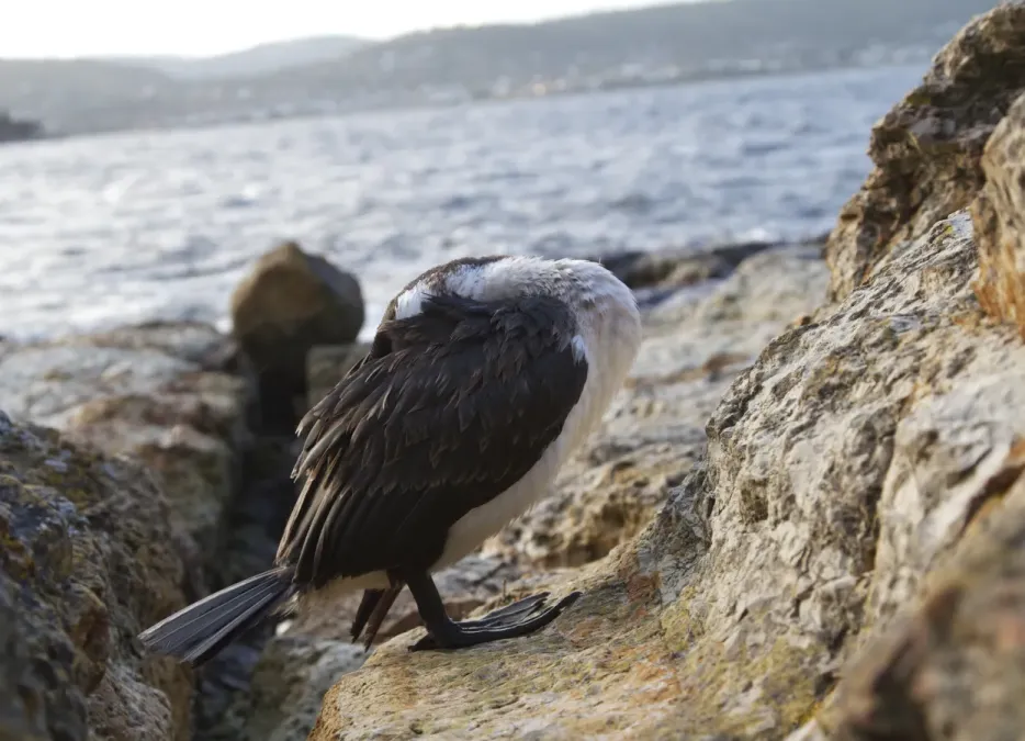 File:Black-faced Cormorant (Phalacrocorax fuscescens) at Bellerive Bluff.jpg