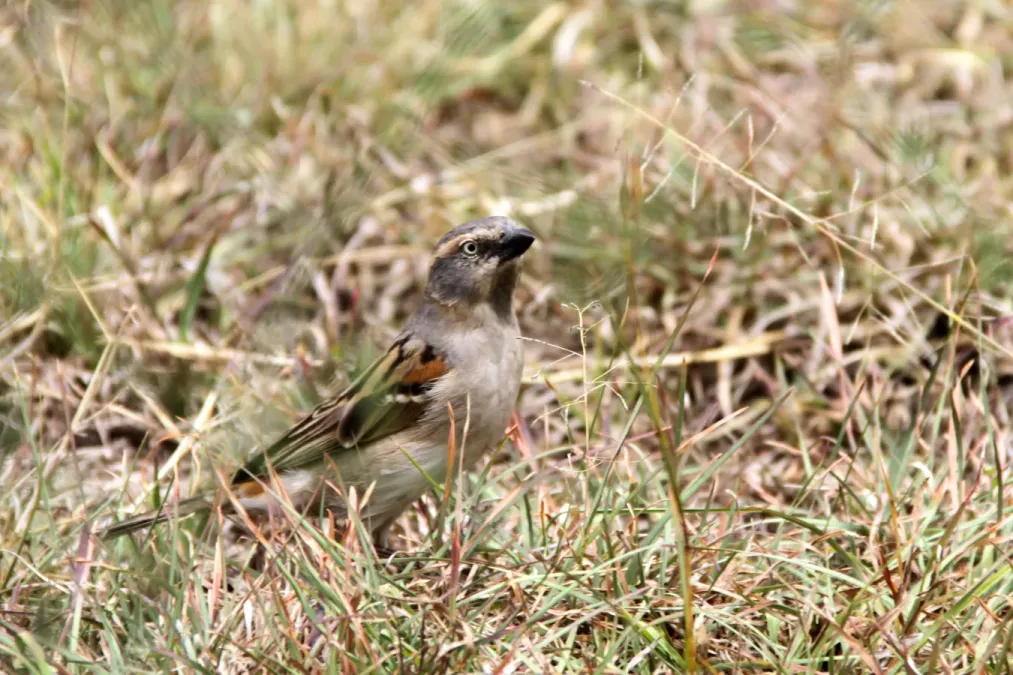 File:Passer rufocinctus -Kenya -female-8.jpg