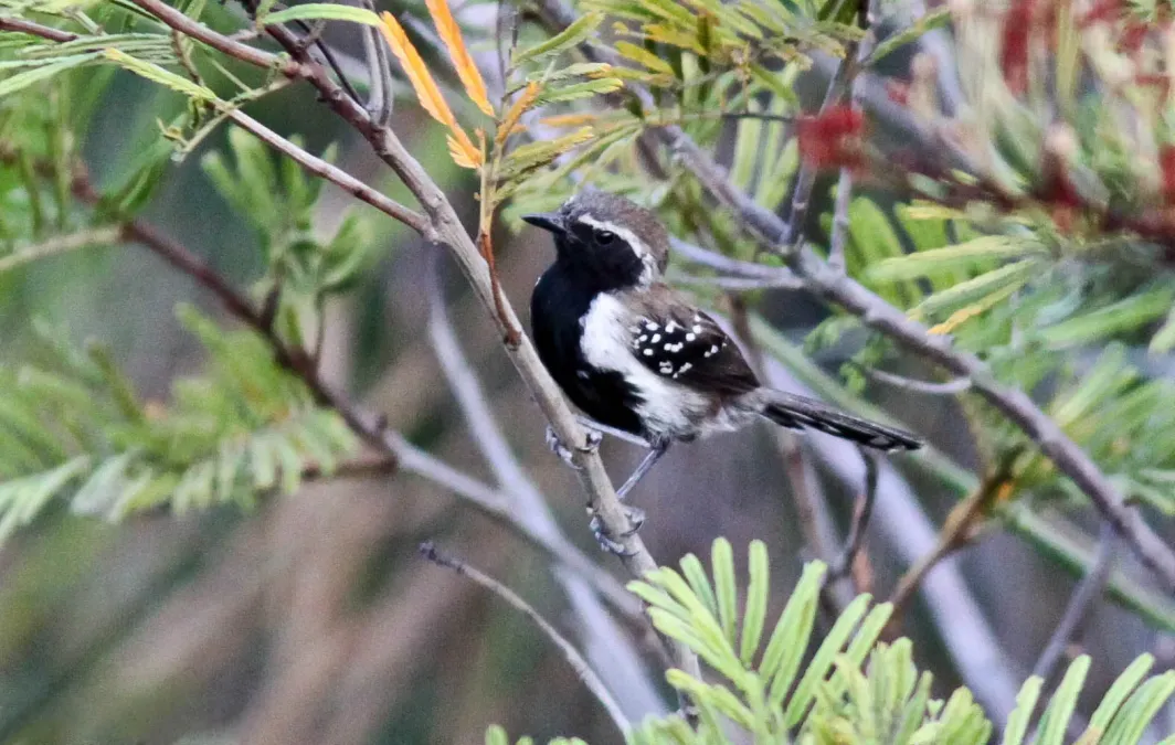 File:Sincora Antwren. Formicivora grantsaui.jpg