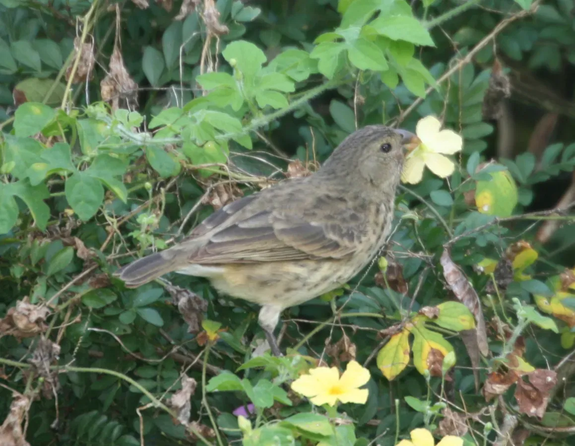 File:Platyspiza crassirostris female feeding.jpg