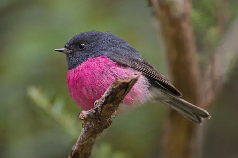 File:Petroica rodinogaster - Myrtle Forest.jpg