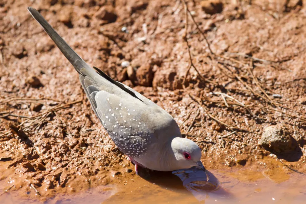 File:Geopelia cuneata -Pilbara, Western Australia, Australia -drinking-8.jpg